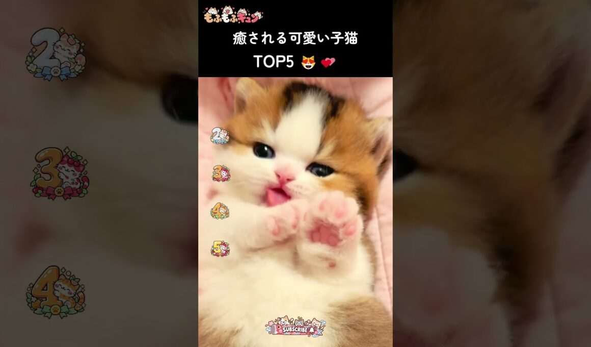 見ているだけで癒される子猫 TOP5 🐱💕 #猫 #cat #子ネコ