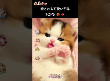 見ているだけで癒される子猫 TOP5 🐱💕 #猫 #cat #子ネコ