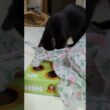 セリアSeriaで買った猫に大好評おもちゃ！一工夫で大喜び　 #猫 #cat #猫のいる暮らし #猫動画