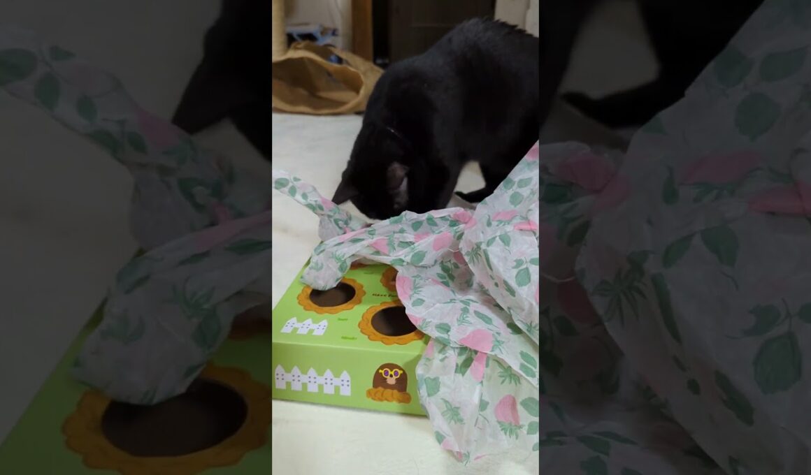 セリアSeriaで買った猫に大好評おもちゃ！一工夫で大喜び　 #猫 #cat #猫のいる暮らし #猫動画