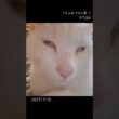 97日目【川で助けた子猫】お目目が・・・　#保護猫 #子猫 #こちょめ