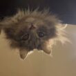 覗き込み過ぎ猫と足蹴猫　ラガマフィン　サイベリアンA cat that peers in too closely, and a cat that kicks away.