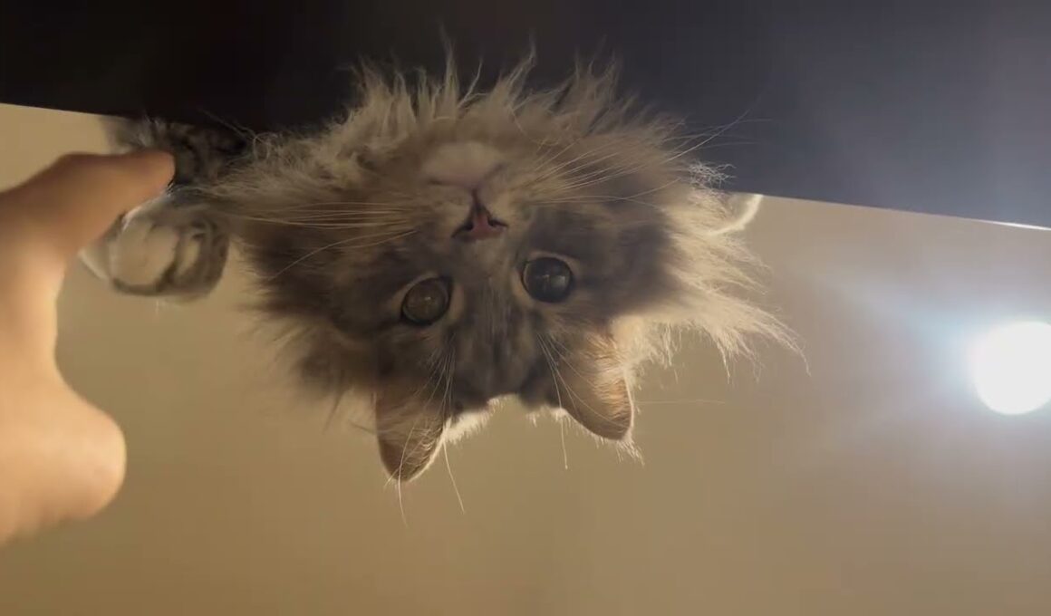 覗き込み過ぎ猫と足蹴猫　ラガマフィン　サイベリアンA cat that peers in too closely, and a cat that kicks away.