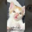 👀寝かしつけに抵抗して目がキマり過ぎる子猫🐱   #cat #kitten #猫 #子猫 #ねこ #こねこ #shorts  #保護猫  #猫のいる暮らし