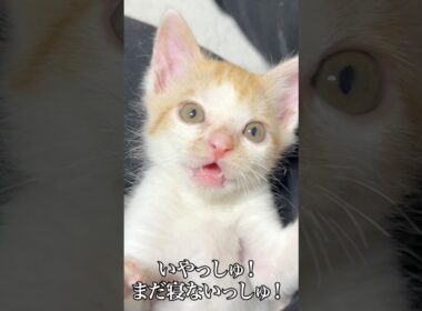👀寝かしつけに抵抗して目がキマり過ぎる子猫🐱   #cat #kitten #猫 #子猫 #ねこ #こねこ #shorts  #保護猫  #猫のいる暮らし