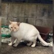 「なんでこんなに悲しそうなの」仕事終わりに事務所で見つけた猫の表情がしょんもりしすぎ…だが身体はまるまるとしていてかわいい - Togetter