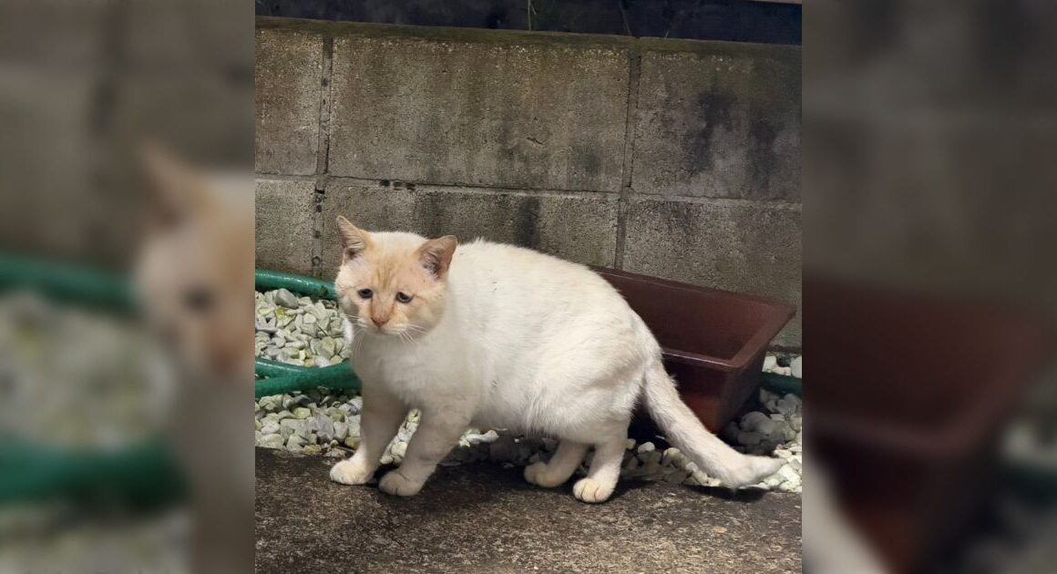 「なんでこんなに悲しそうなの」仕事終わりに事務所で見つけた猫の表情がしょんもりしすぎ…だが身体はまるまるとしていてかわいい - Togetter