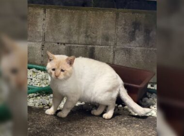 「なんでこんなに悲しそうなの」仕事終わりに事務所で見つけた猫の表情がしょんもりしすぎ…だが身体はまるまるとしていてかわいい - Togetter