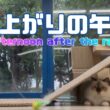 バーマン猫ラフとガブ【雨上がりの午後】Afternoon after the rain（バーマン猫）