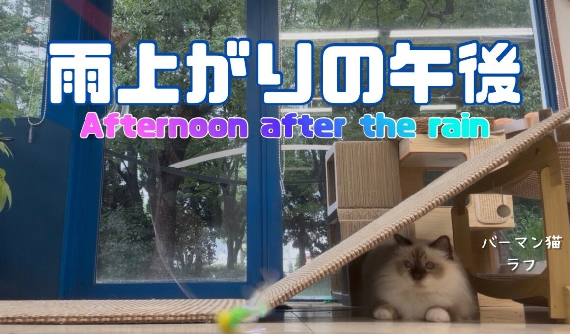 バーマン猫ラフとガブ【雨上がりの午後】Afternoon after the rain（バーマン猫）