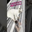 このおもちゃで覚醒しちゃうチェリーちゃん