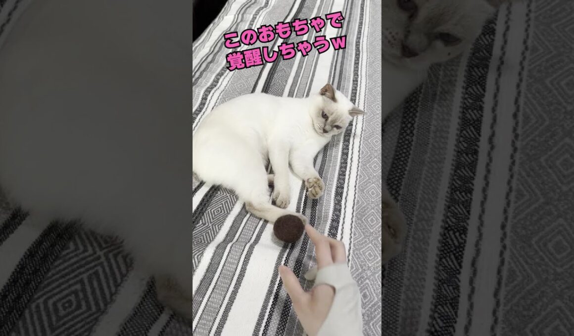 このおもちゃで覚醒しちゃうチェリーちゃん