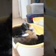 可愛い2匹のメインクーン子猫