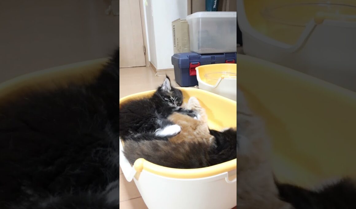 可愛い2匹のメインクーン子猫