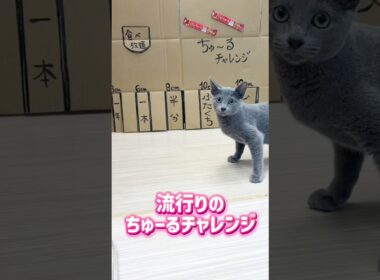 流行りのちゅーるチャレンジした#ロシアンブルー！