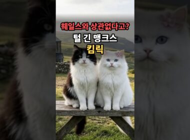 웨일스와 상관없다고? 털 긴 맹크스 킴릭의 진실 ｜ 냥톡 진실 한 방