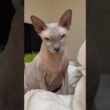 澄んだ目をした猫スルタン【スフィンクス】
