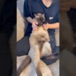 妻におもちゃにされてもなされるがままの猫さん #トンキニーズ