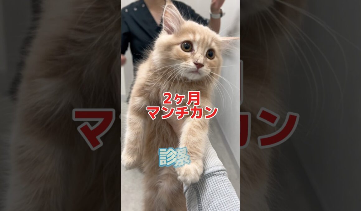 何度も吐いて左足を引きずる2ヶ月のマンチカンが動物病院にやって来た！