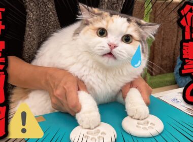 【悲報】肉球手形を取ったらやっぱりつくしはタヌキだったことが判明しました。