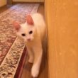【無邪気‼︎】かくれんぼして遊んであげましたwwwノルウェージャンフォレストキャット、ターキッシュアンゴラ、メインクーン