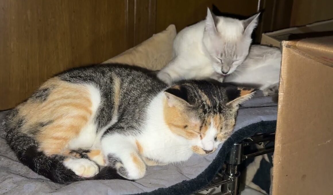 夜、三毛猫ミックスとシャム雫。ミックス、ライトが眩しかったのかな、向き変更