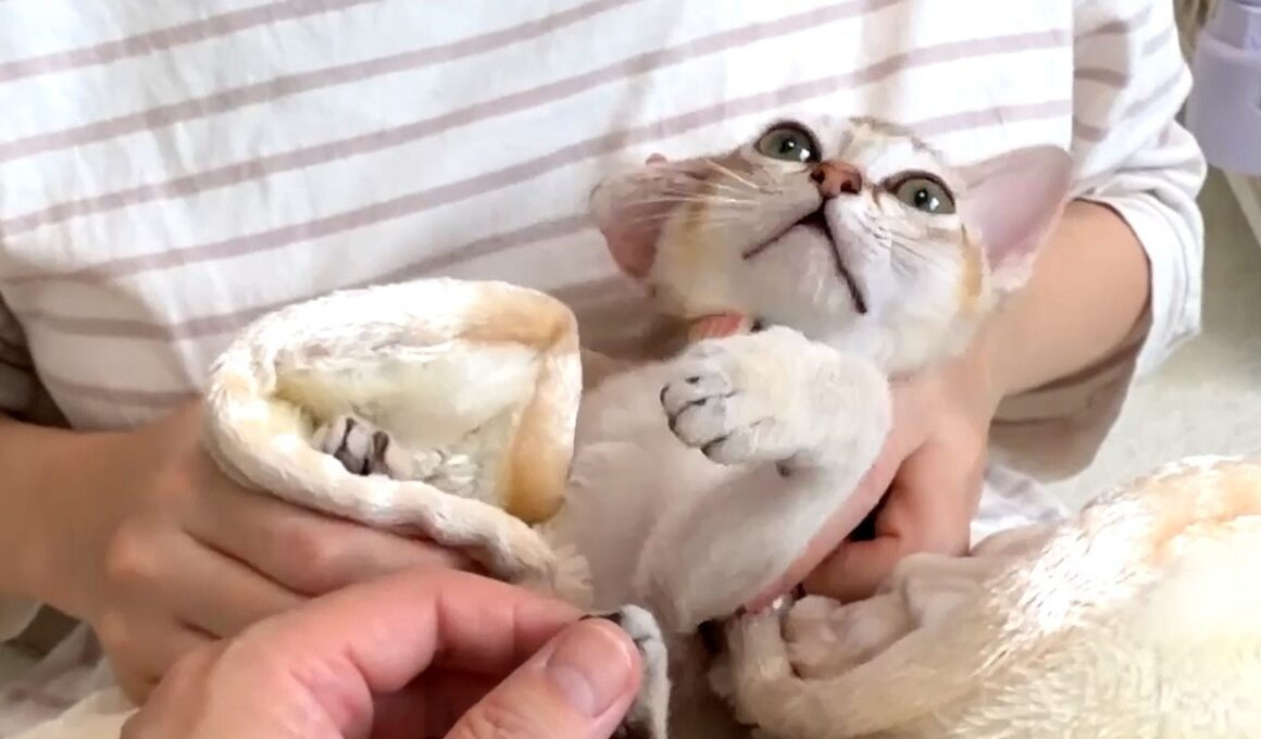 初めての爪切りに子猫が見せた意外なリアクション