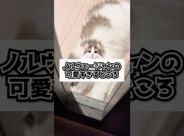 ノルウェージャンの可愛すぎるところ#shorts #猫 #cat #ノルウェージャンフォレストキャット