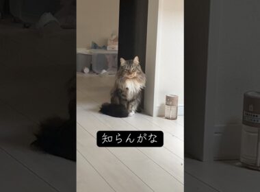 よく流行りがわかってないメインクーン #猫 #cat #メインクーン #ノルウェージャンフォレストキャット #shorts