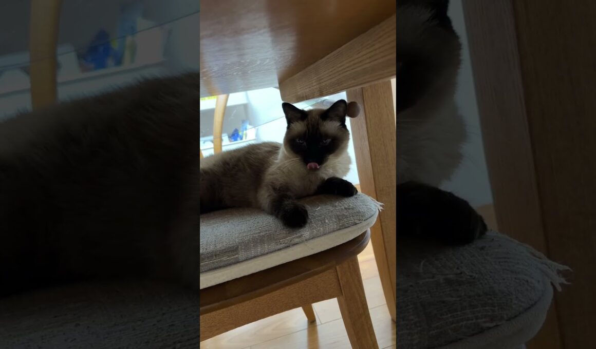 シャム猫のふくさん【たぬき猫】 #cat #しゃむねこ #猫のいる生活 暮らし #猫好きさんと繋がりたい #ねこ #cutecat #cat