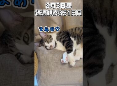 ハルのFIP闘病記 投薬治療終了! 経過観察351日目その2 #猫 #子猫 #キジシロ