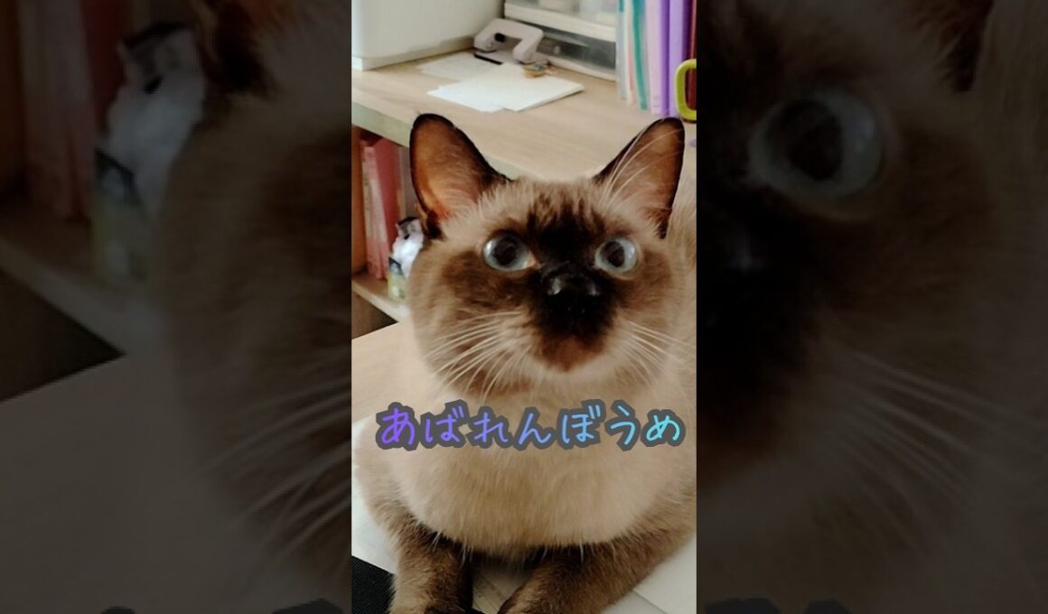 仔猫たちにドン引きするスカイ＃ほぼシャム猫＃保護猫＃保護仔猫＃cat