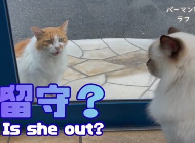 バーマン猫ラフとウリ【留守？】Is she out?（バーマン猫）Birman/Cat