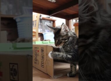 ラブリーなメインクーン子猫エミリーちゃん
