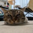 「ホットカーペットの威力が凄まじい、さっそく猫が溶けた」だんだん寒くなってきた中で出されたホカペに吸い込まれていく猫たち - Togetter