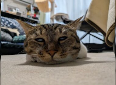 「ホットカーペットの威力が凄まじい、さっそく猫が溶けた」だんだん寒くなってきた中で出されたホカペに吸い込まれていく猫たち - Togetter