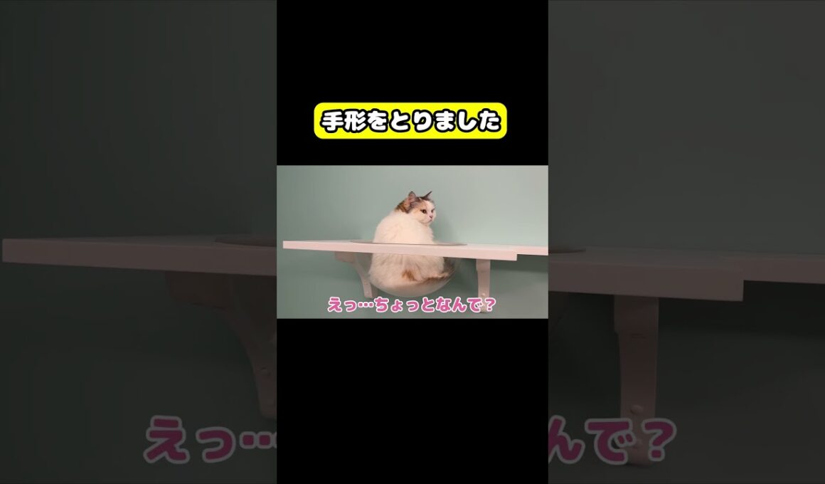 手形をとりました　#猫 #おもしろ #アテレコ #ニャンチューバーつくし