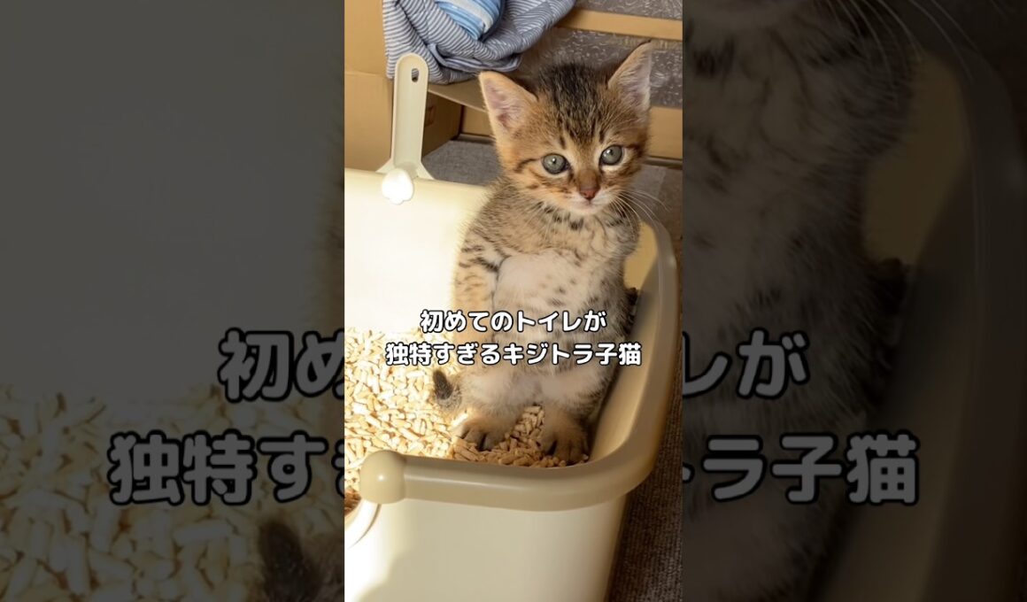 猫生初めてのトイレをなぜか立ちションで済ませるキジトラ #子猫 #キジトラ #shorts