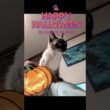 マロンちゃんのハロウィン2    #cat #catshorts # #シャム猫 #猫のいる暮らし #猫のいる生活 #猫好きさんと繋がりたい