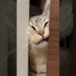 ただ猫たちが可愛いだけの動画www #cat #猫