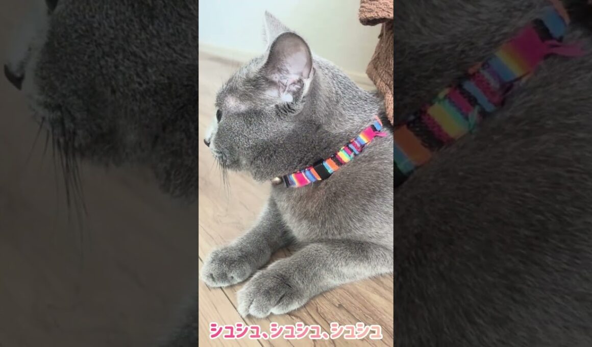ロシブル💗ラブちゃん・待ち伏せラブ #ラブちゃん #ロシブル #ロシアンブルー