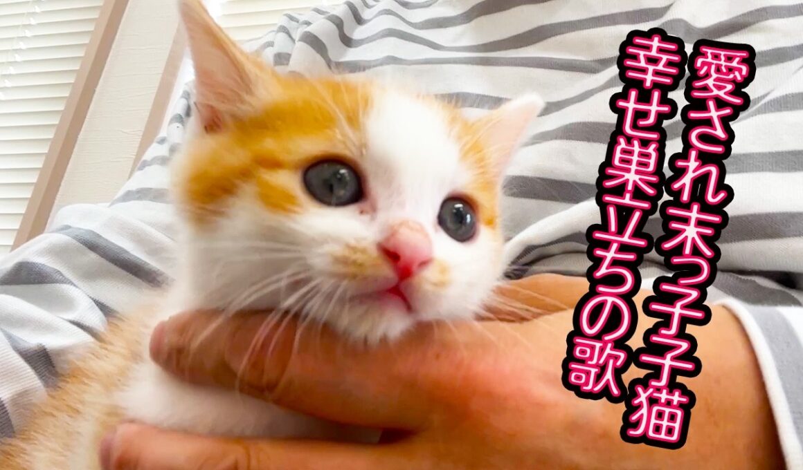 末っ子子猫、姉兄たちと別れの準備をする Preparing the Kitty to leave the nest