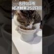 ハルのFIP闘病記 投薬治療終了! 経過観察352日目 #猫 #子猫 #キジシロ