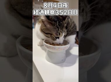 ハルのFIP闘病記 投薬治療終了! 経過観察352日目 #猫 #子猫 #キジシロ
