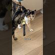 Poor chases just wants to be accepted!