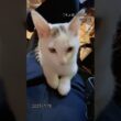 99日目【川で助けた子猫】長生きしてね、こちょめ。　#保護猫 #子猫 #こちょめ