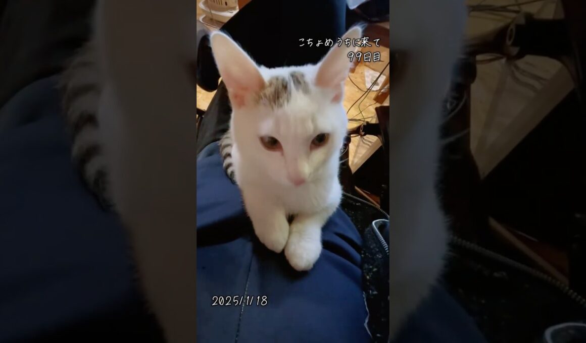 99日目【川で助けた子猫】長生きしてね、こちょめ。　#保護猫 #子猫 #こちょめ
