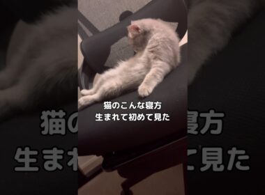 ヘソ天の域を軽く超えてしまう子猫の寝方に大粒の涙を流した彼 #子猫 #ヘソ天 #shorts