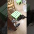遊び好きなシルバーのメインクーン子猫ナタリーちゃん
