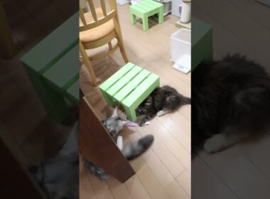 遊び好きなシルバーのメインクーン子猫ナタリーちゃん